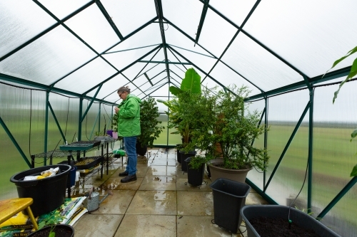 gardener inspecting potted plants in greenhouse - Australian Stock Image