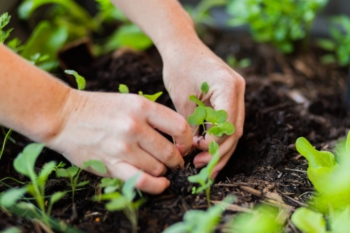 Gardener replanting seedlings into outdoor veggie garden box in backyard - Australian Stock Image