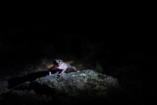 Gecko in the wild shot at night - Australian Stock Image