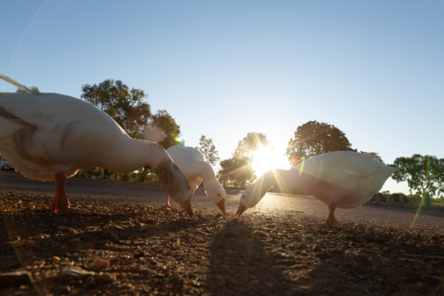 Geese feeding - Australian Stock Image