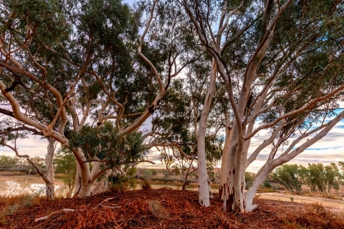 Ghost Gums - Australian Stock Image