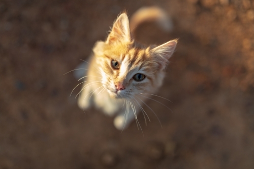 Ginger cat begging for food - Australian Stock Image