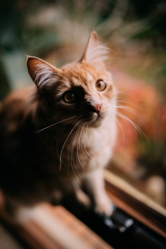 Ginger cat by the window - Australian Stock Image