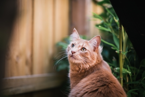 Ginger cat looking up - Australian Stock Image