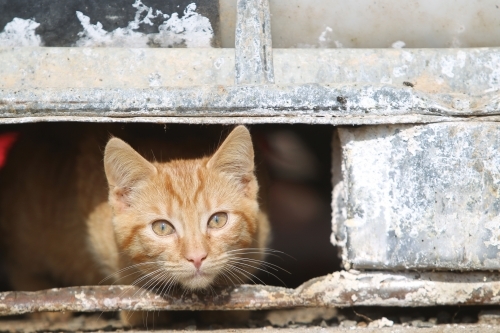 Ginger cat peeking through a weathered metal hole - Australian Stock Image