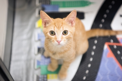 Ginger cat sitting on colourful play mat - Australian Stock Image