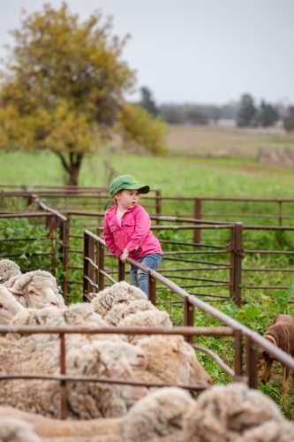 Girl climbing the rails in the sheep yards - Australian Stock Image