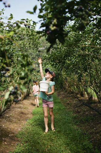 Girl reaching to pick blueberries from a bush