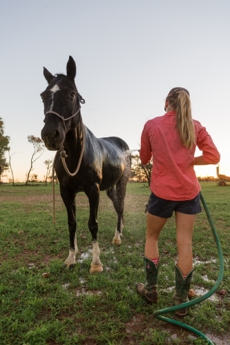 Girl washing a horse