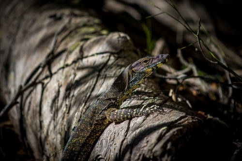 Goanna on a log - Australian Stock Image