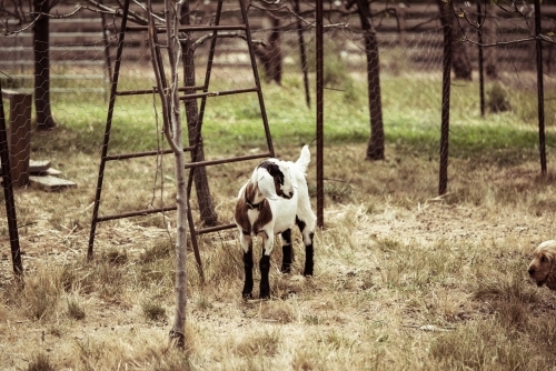 Goat beside wire fence looking at off-shot dog - Australian Stock Image