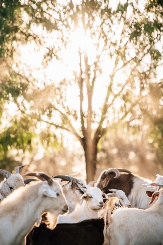 Goats by a tree in the sun