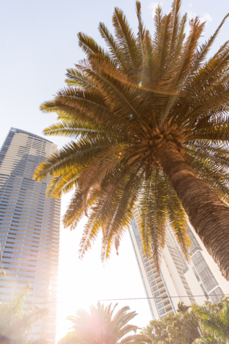 Gold Coast palm trees, sunshine and tall buildings - Australian Stock Image