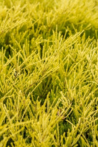 Golden diosma foliage - Australian Stock Image