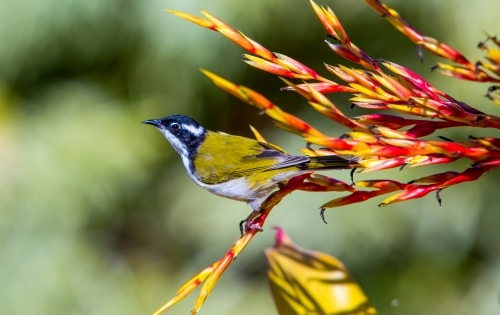 Golden finch on yellow and red branch - Australian Stock Image