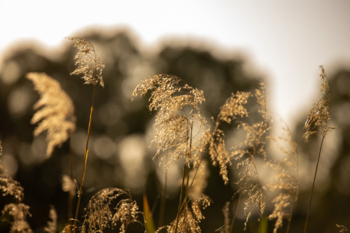 Golden grass at sunset - Australian Stock Image