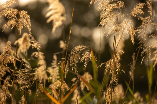 Golden grass at sunset - Australian Stock Image
