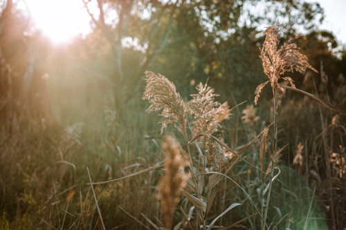Golden grass in the light of the autumn sunset - Australian Stock Image