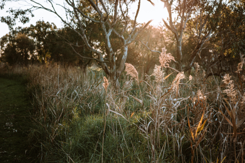 golden grass in the light of the autumn sunset - Australian Stock Image