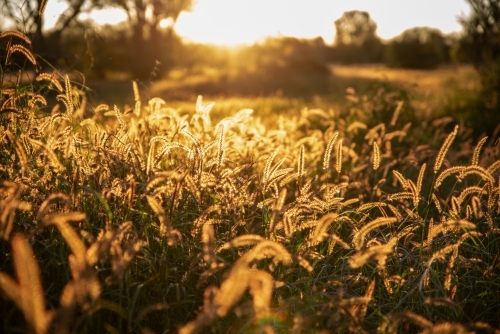 Golden Grass seed heads backlit by sunset light - Australian Stock Image