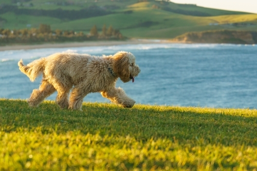 Golden haired labradoodle dog running in the grass at sunset - Australian Stock Image