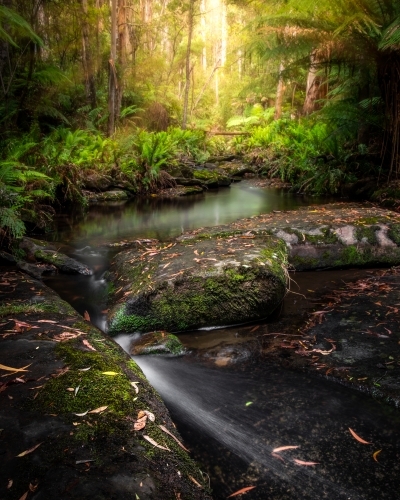 Golden Light above a peaceful Rainforest Stream - Australian Stock Image