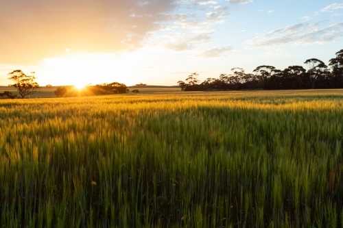 golden light over barley field - Australian Stock Image