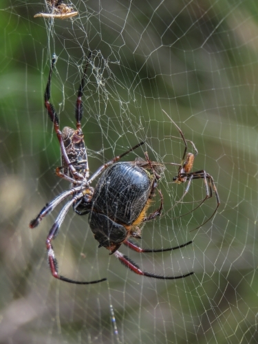 Golden orb weaving spider with prey - Australian Stock Image