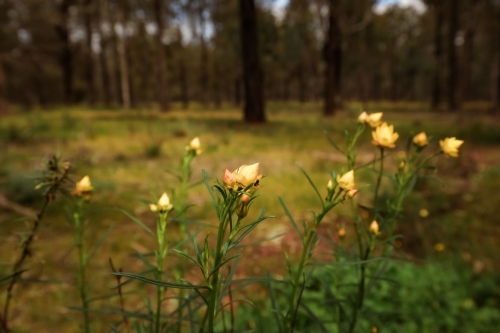 Golden Paper Daisy - Xerochrysum viscosum - growing wild in the Terrick Terrick National Park - Australian Stock Image