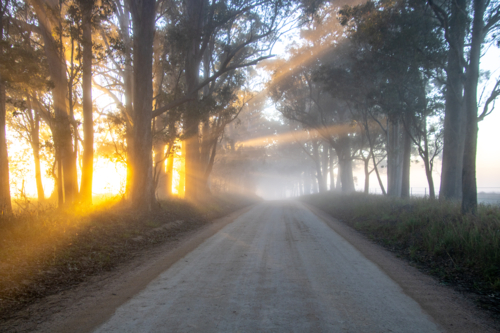 Golden rays of a rising sun on a dirt country road - Australian Stock Image