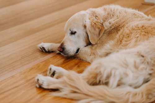 Golden retriever laying on floorboards at home - Australian Stock Image
