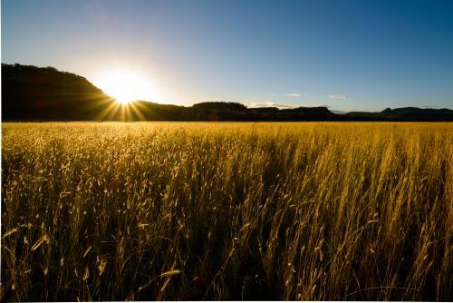 Golden seed heads of Queensland Bluegrass glow in the sunset at Marlong Plain, Mt Moffatt NP - Australian Stock Image