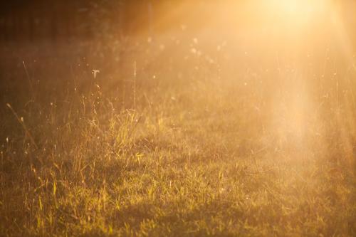 Golden sunlight shining on the grass - Australian Stock Image