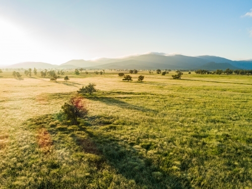 Golden sunlight shining over farm paddock with long green grass - Australian Stock Image