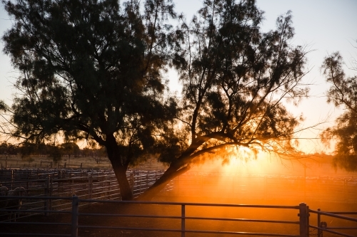 Golden sunlight streaming through tree into yard