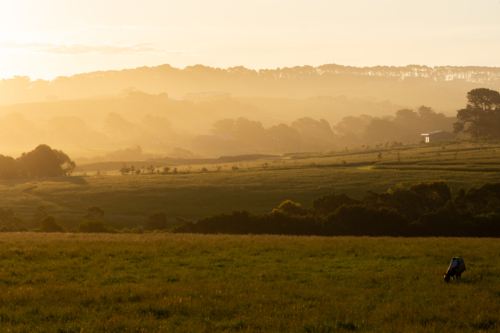 Golden sunset over rolling paddocks with horse - Australian Stock Image