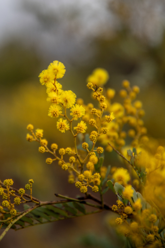 Golden wattle flowers - Australian Stock Image