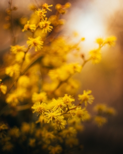 Golden Wattle Flowers in the Warm Morning Light - Australian Stock Image