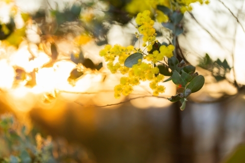 Golden wattle flowers with copy space in sunset light - Australian Stock Image