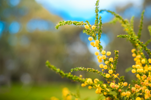 Golden Wattle tree (Acacia pycnantha) blooming during late winter season in August. - Australian Stock Image