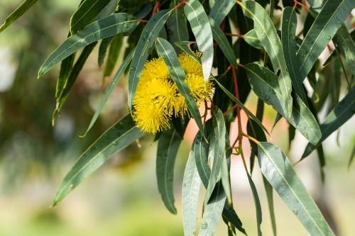 Golden yellow gum flowers on eucalypt tree with green leaves and copy space - Australian Stock Image