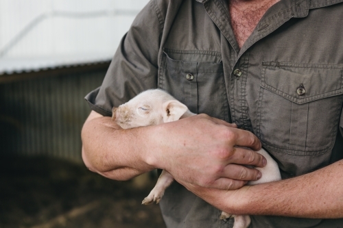 Gorgeous sleeping piglet in farmer's arms