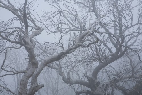 Graceful dead branches of snow gums in the mist - Australian Stock Image