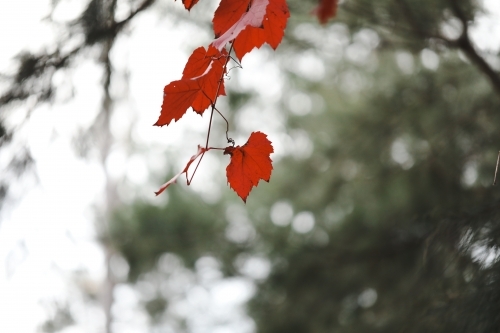 Grape vine growing wild in the Australian bush with vibrant red leaves in autumn - Australian Stock Image