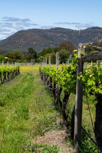 Grapevines in rows with new spring growth sprouting in vineyard in Pokolbin Hunter Valley - Australian Stock Image