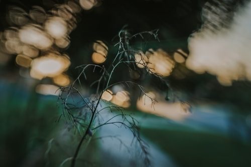 Grass and bokeh - Australian Stock Image