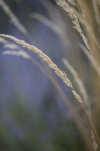 Grass and seed head - Australian Stock Image