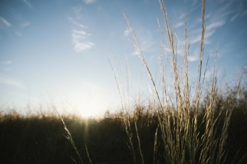 Grass at sunrise in the Avon Valley in Western Australia - Australian Stock Image