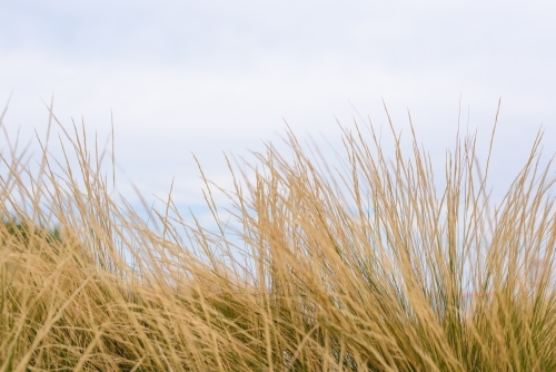 grass close-up - Australian Stock Image