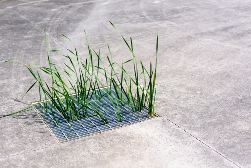 Grass grows up from city sewer grate. - Australian Stock Image